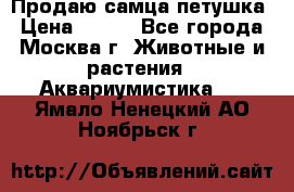 Продаю самца петушка › Цена ­ 700 - Все города, Москва г. Животные и растения » Аквариумистика   . Ямало-Ненецкий АО,Ноябрьск г.